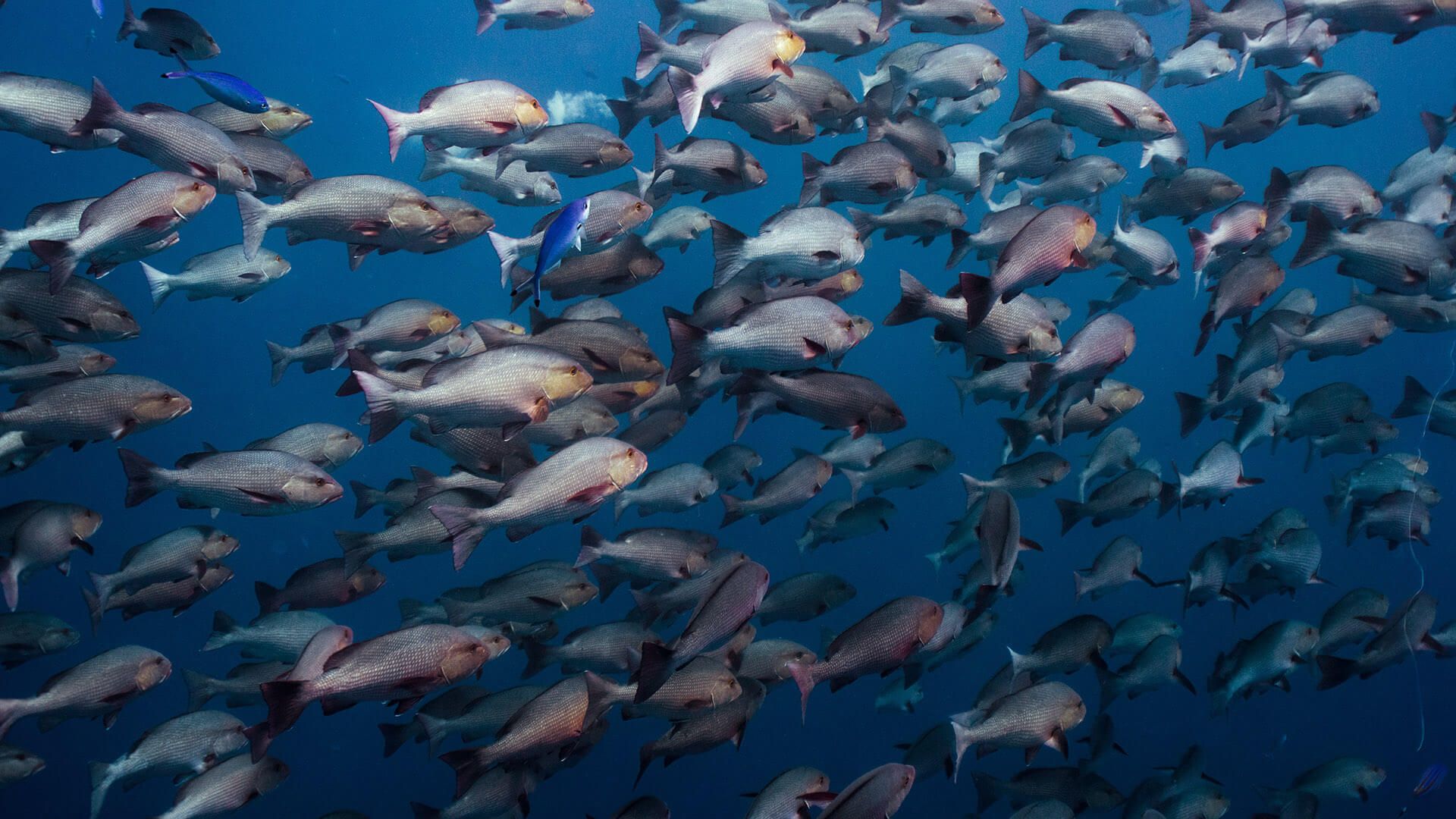 A huge school of Red Snapper Fish